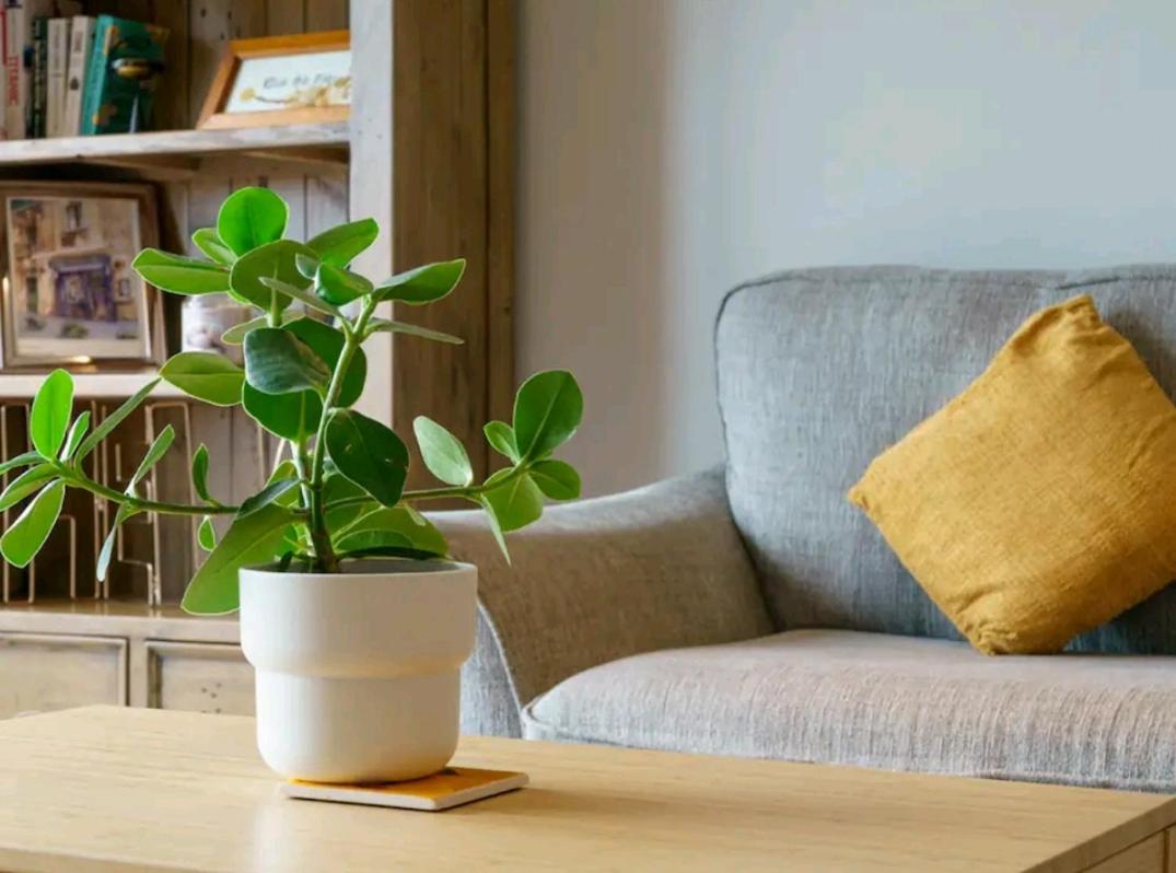 City Views Apartment