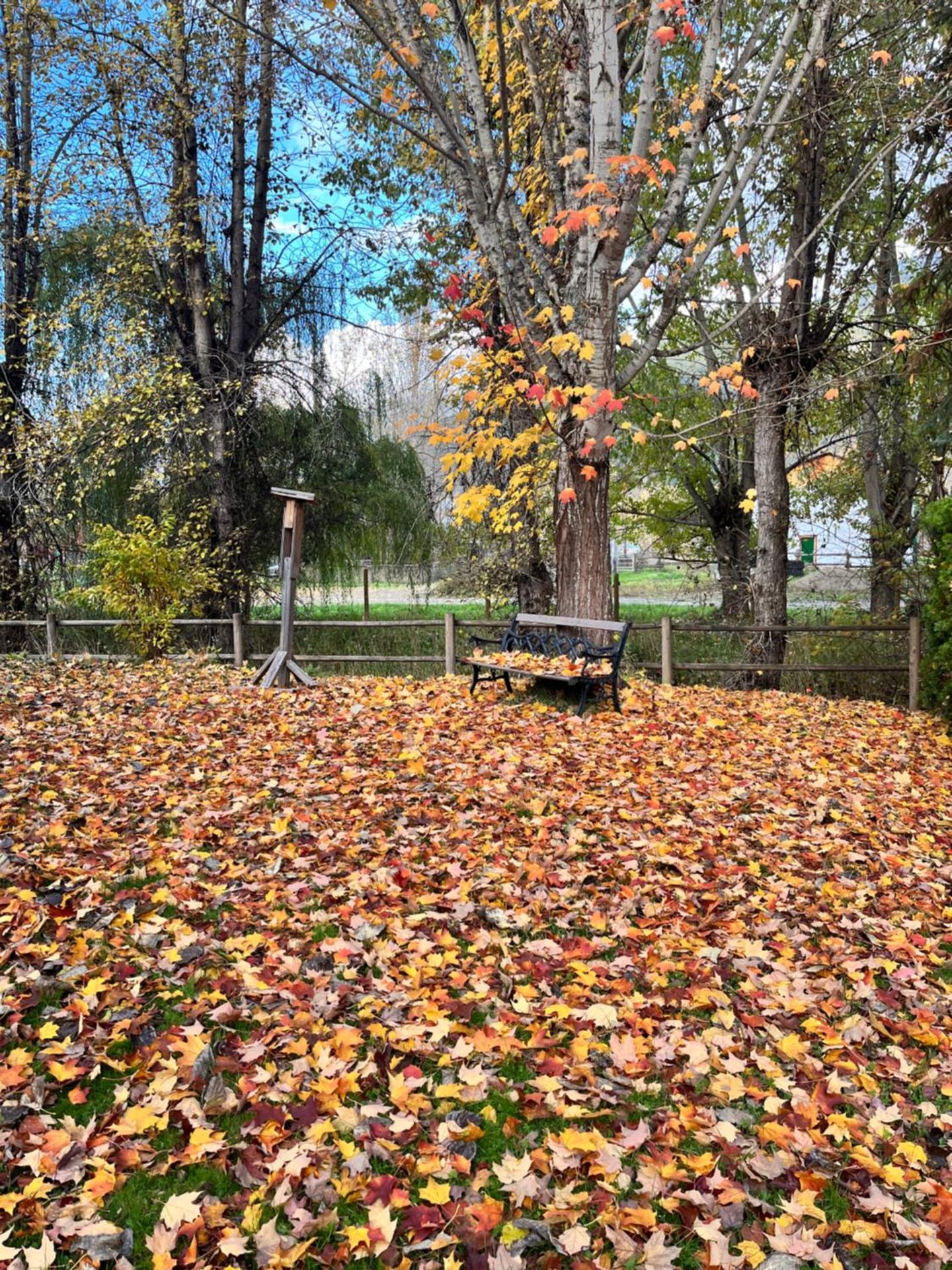 Mountain View 1 bedroom suite with king size bed walk to Village WIFI cable TV free parking boot and glove warmer