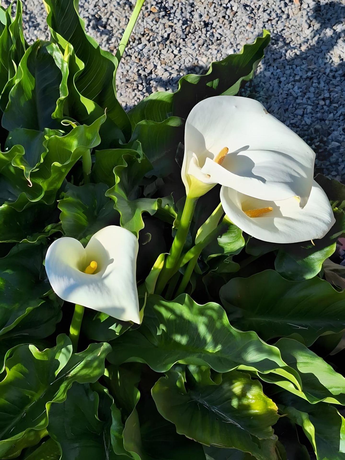 Gîte Chemin Des Hêtres