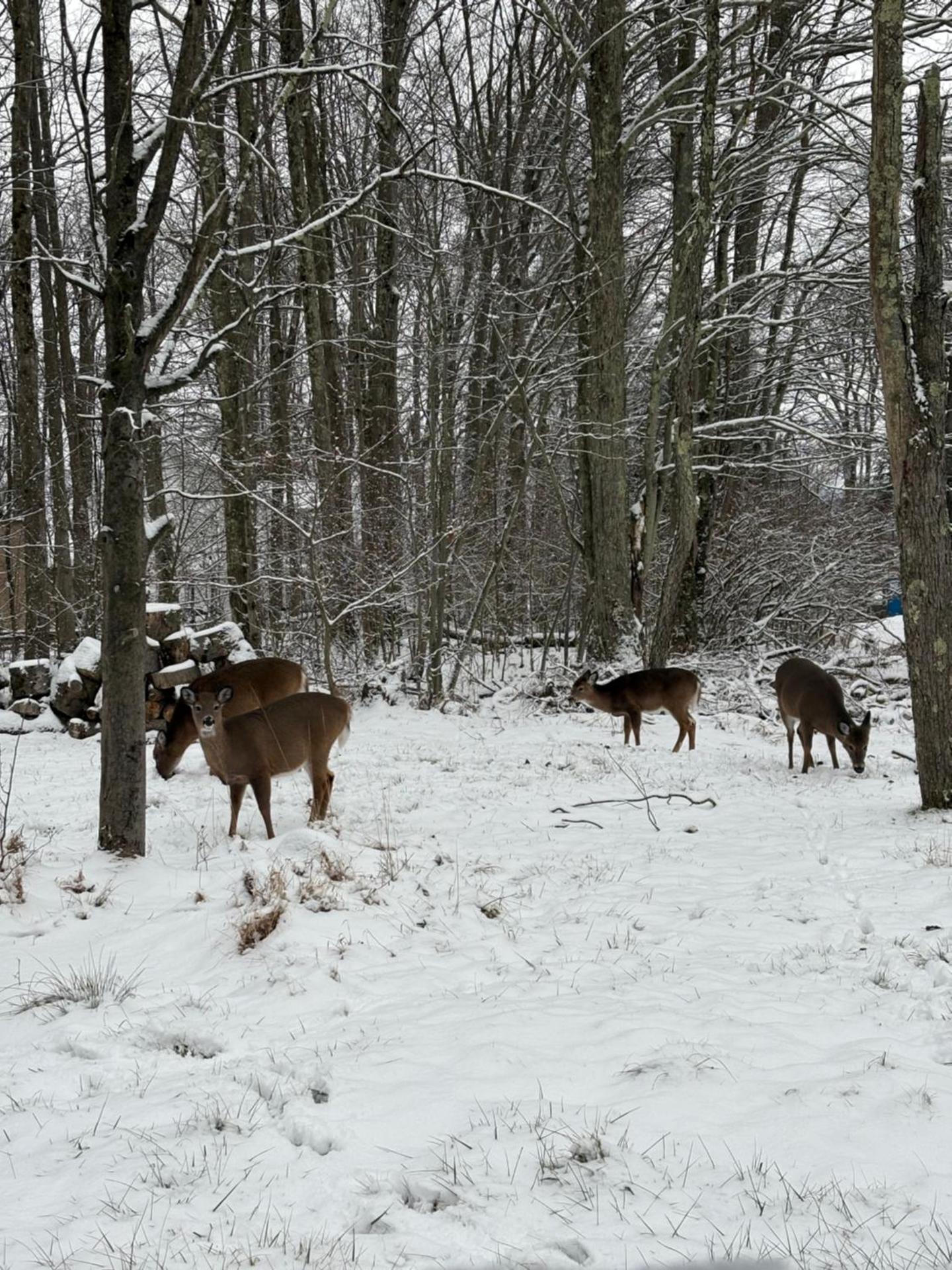 Cabin with Sauna Close to Skiing