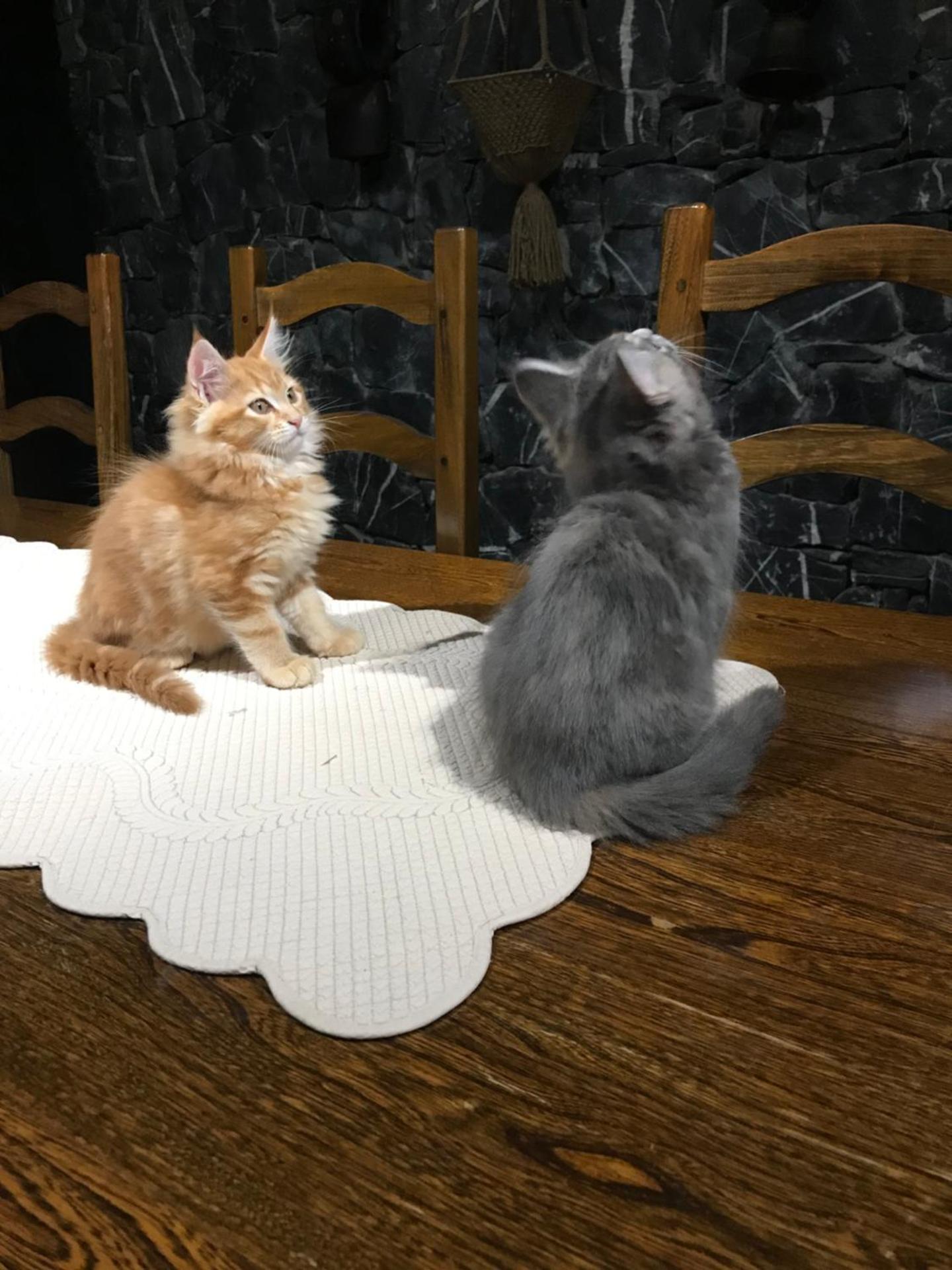 Demeure d'hôtes Les Irisynes