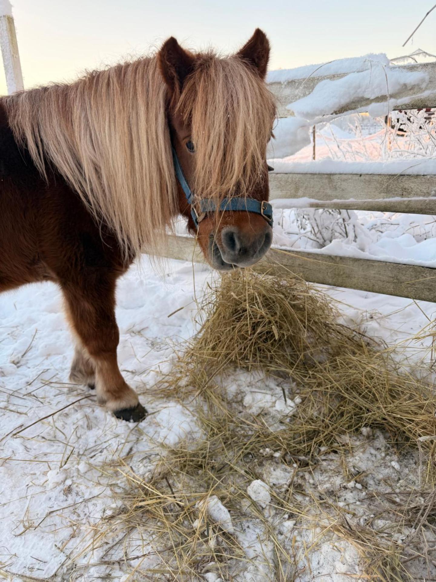 Perinteinen mökki, walking distance from centre