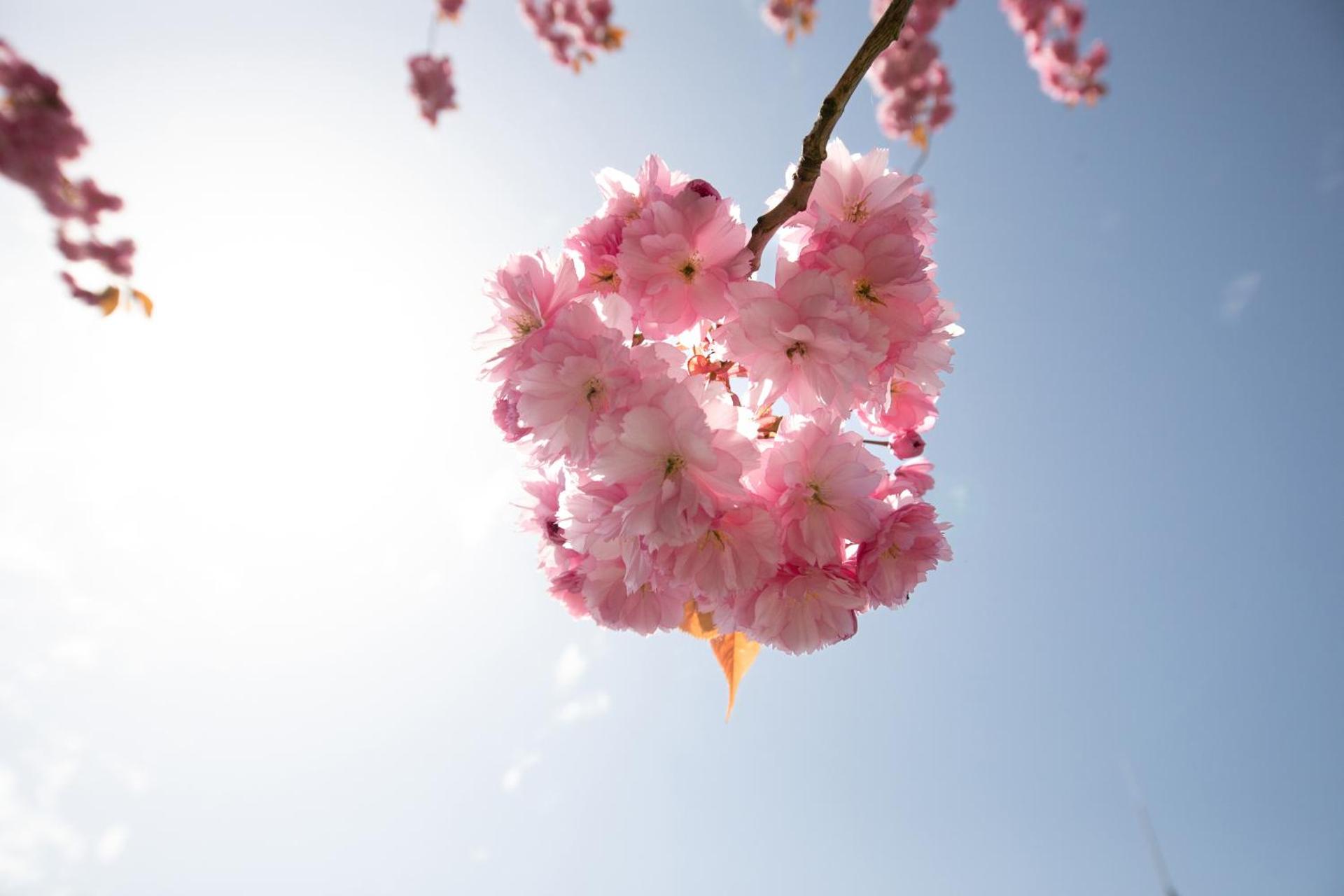 Haus an der Düne Wohnung 9