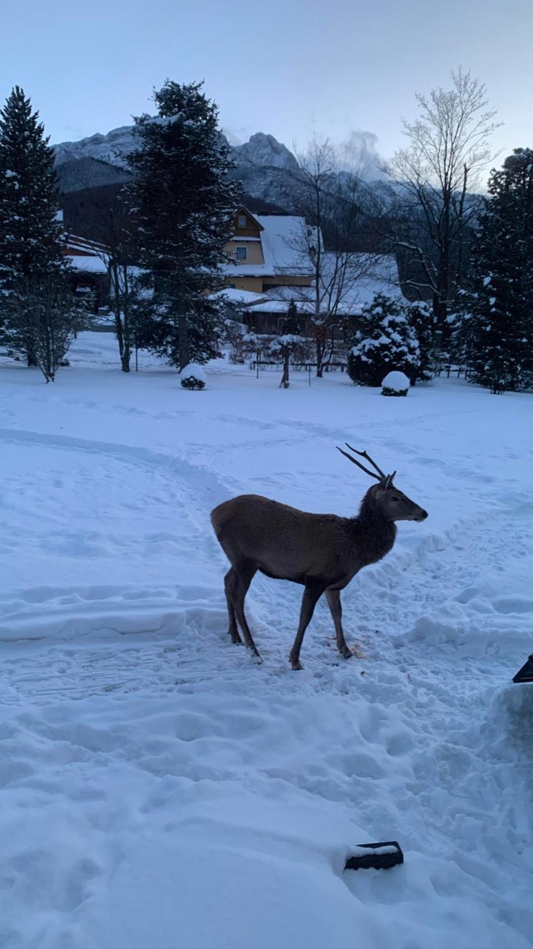 Apartament Gawra Zakopane