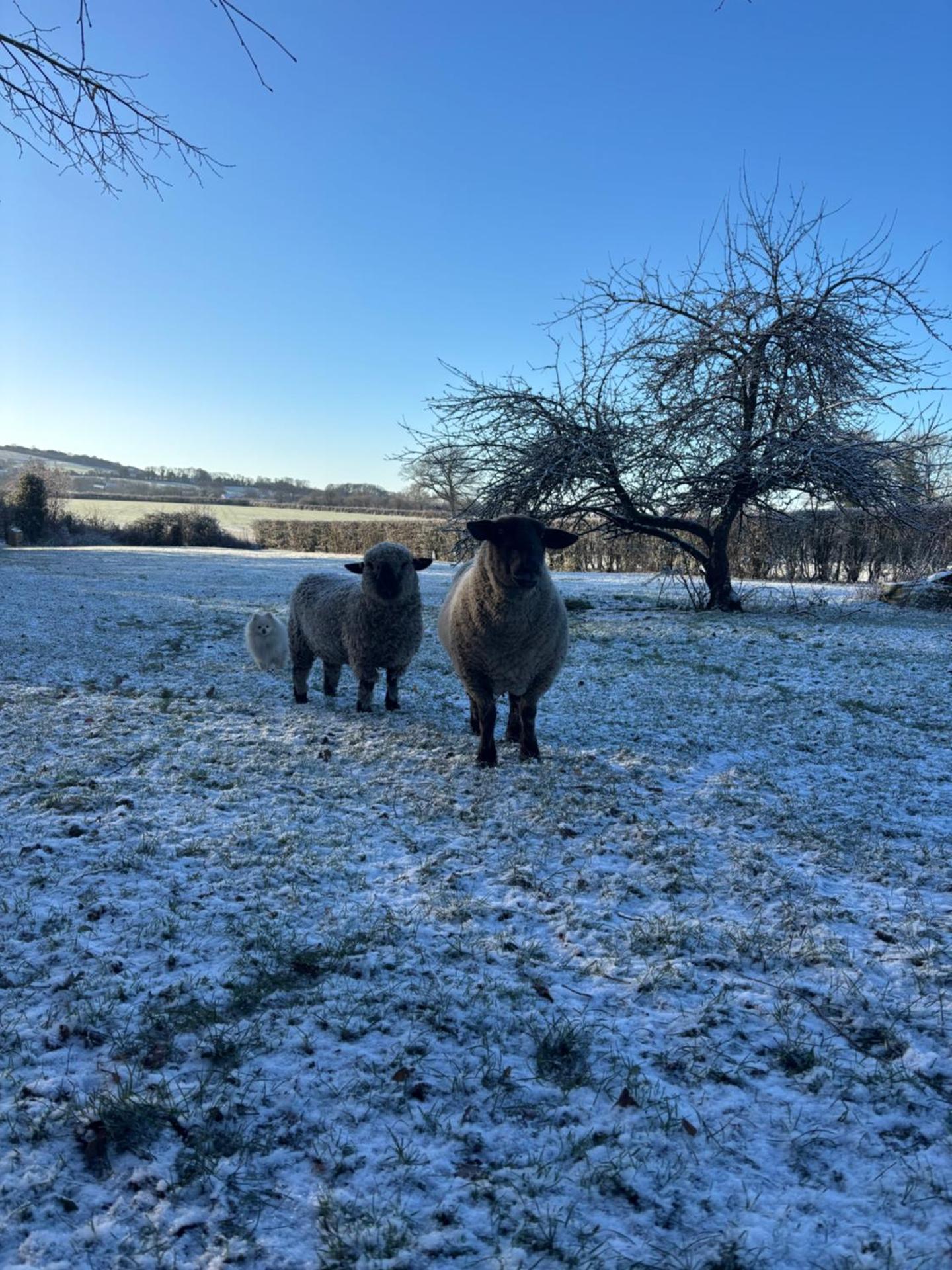 The Hen House Shepherds hut with hot tub