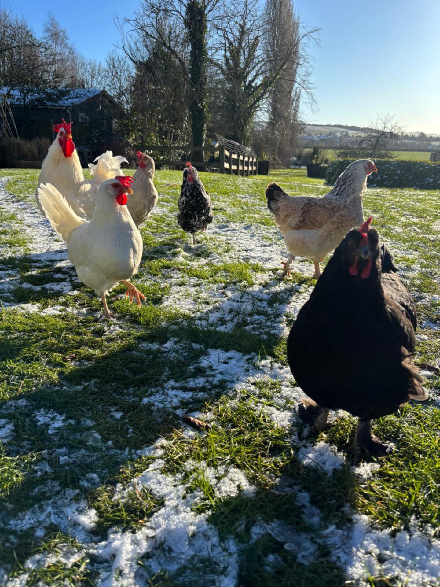 The Hen House Shepherds hut with hot tub