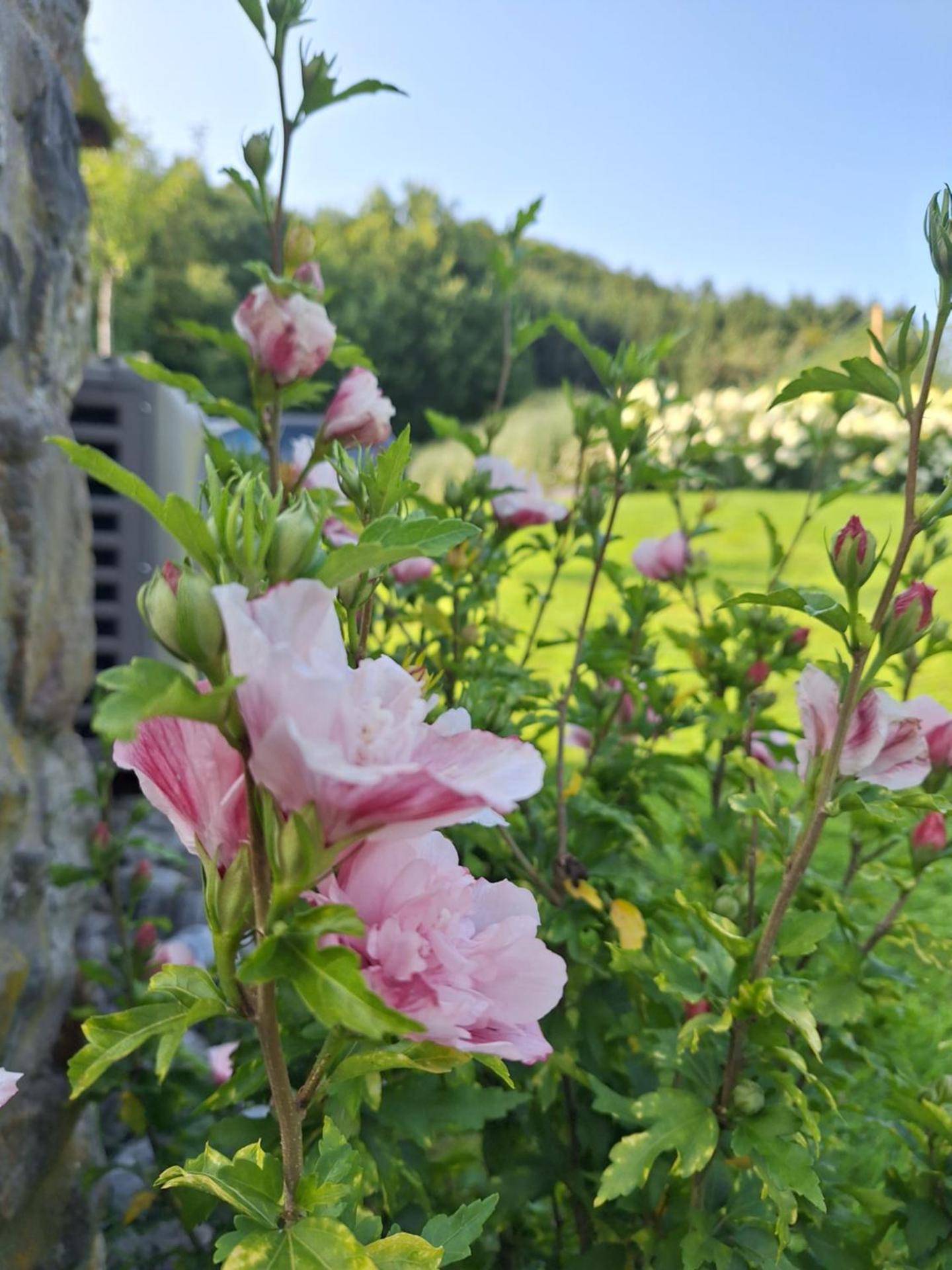 Le Clos du Cerf - Silence & nature