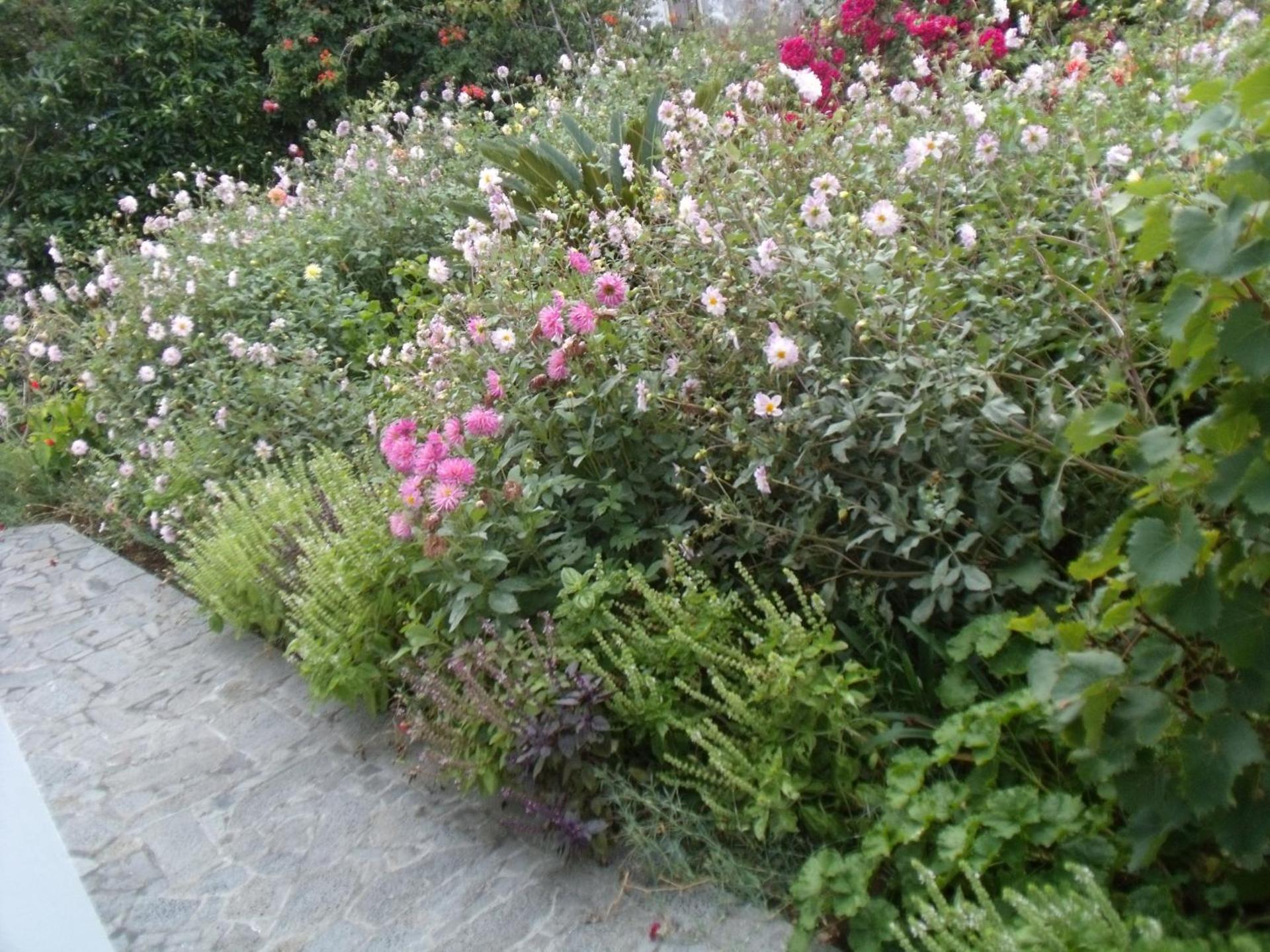 Tropical Fruit Garden