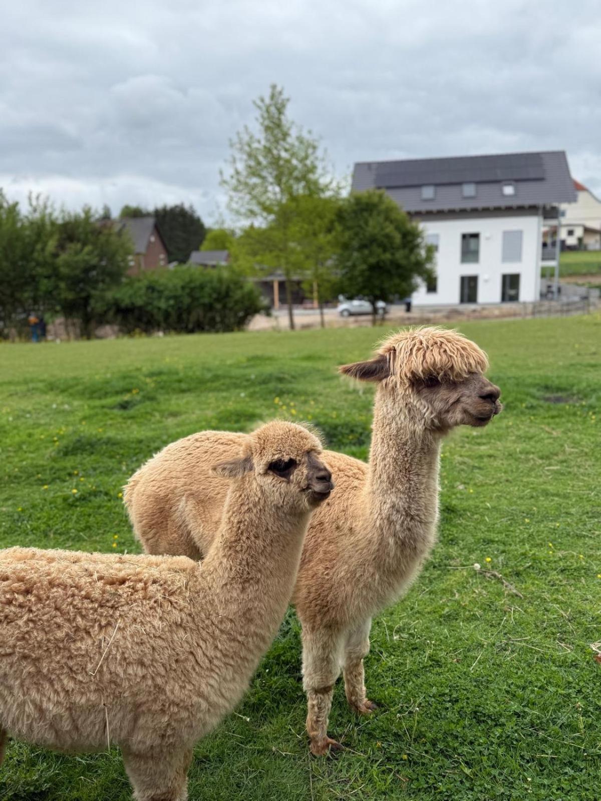 FeWo mit Alpaka Blick