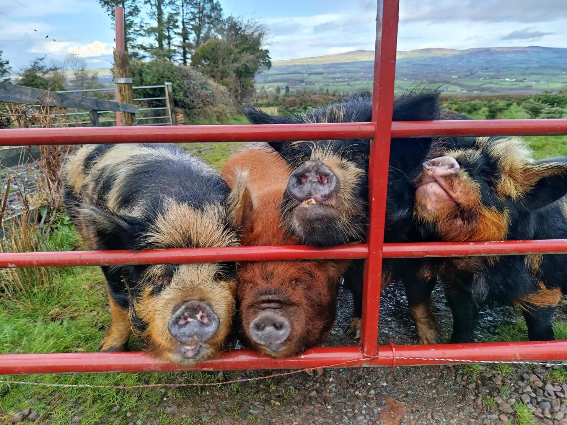 The Old House at Belfield