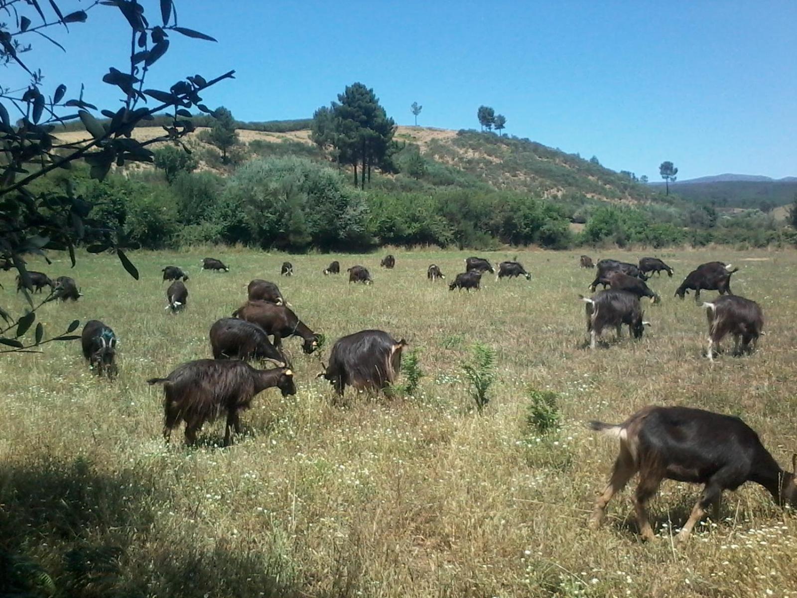 Quinta do Favacal - Agroturismo - Serra da Estrela