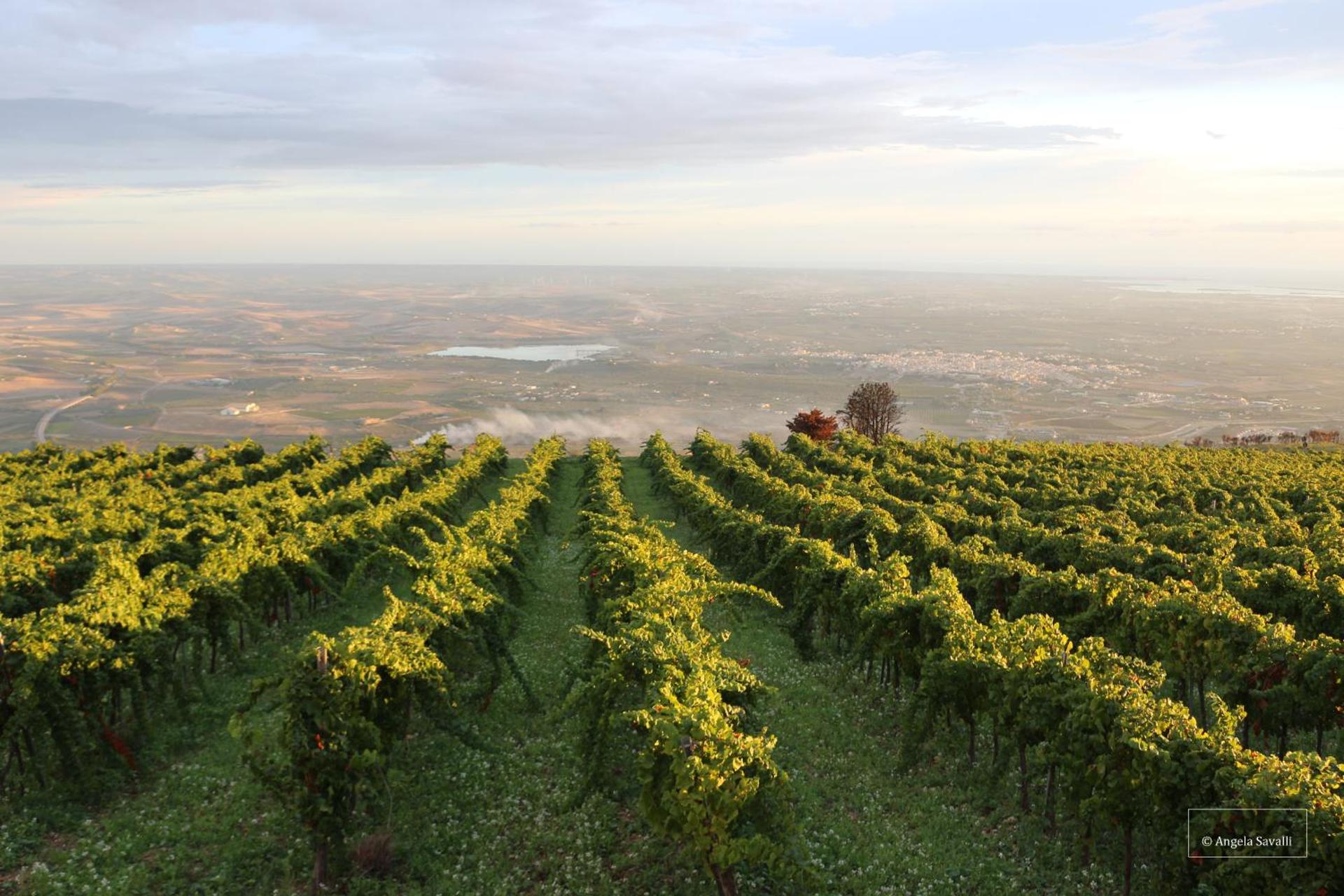 Casa nel Vigneto Erice