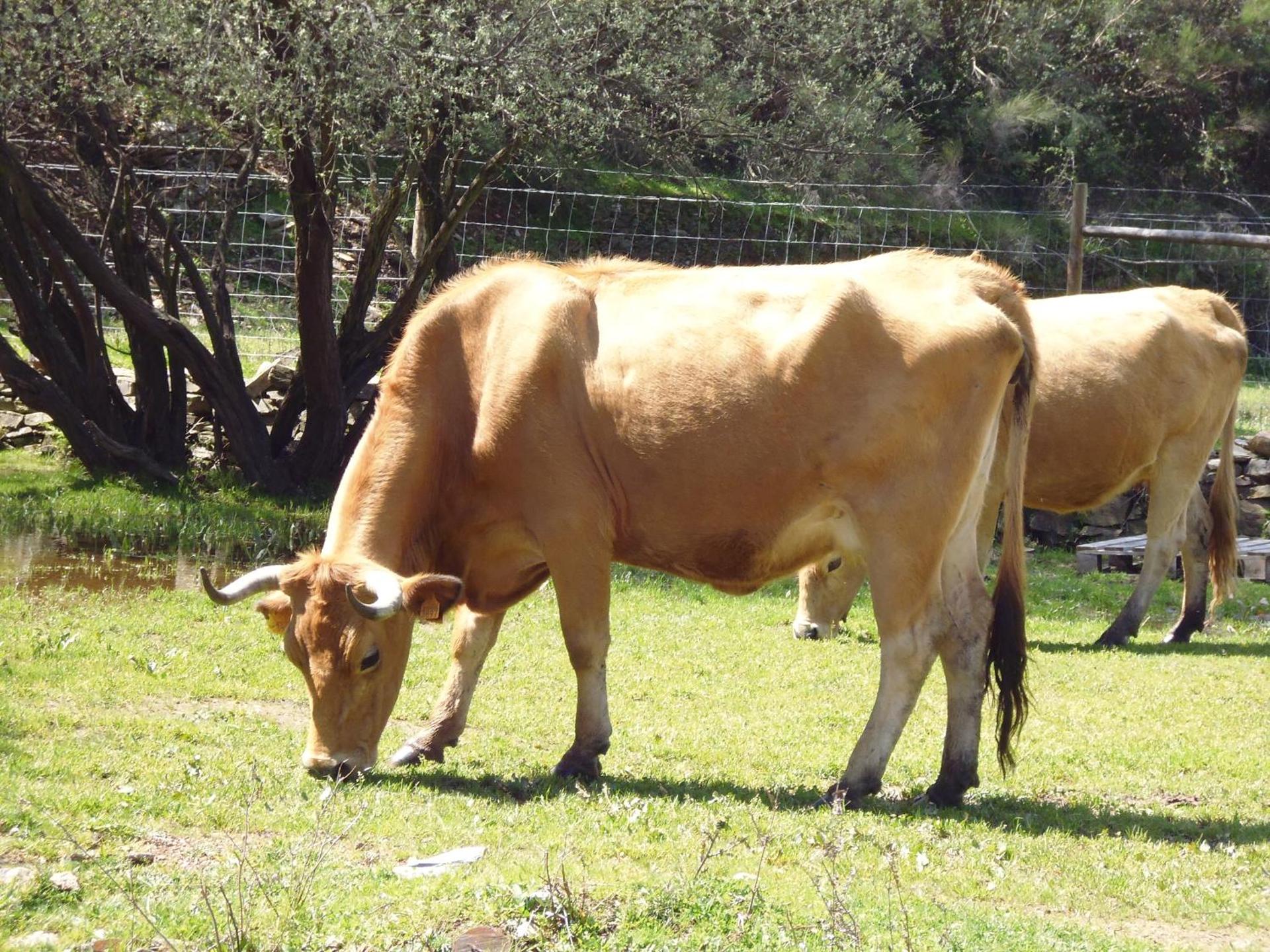 Quinta do Favacal - Agroturismo - Serra da Estrela