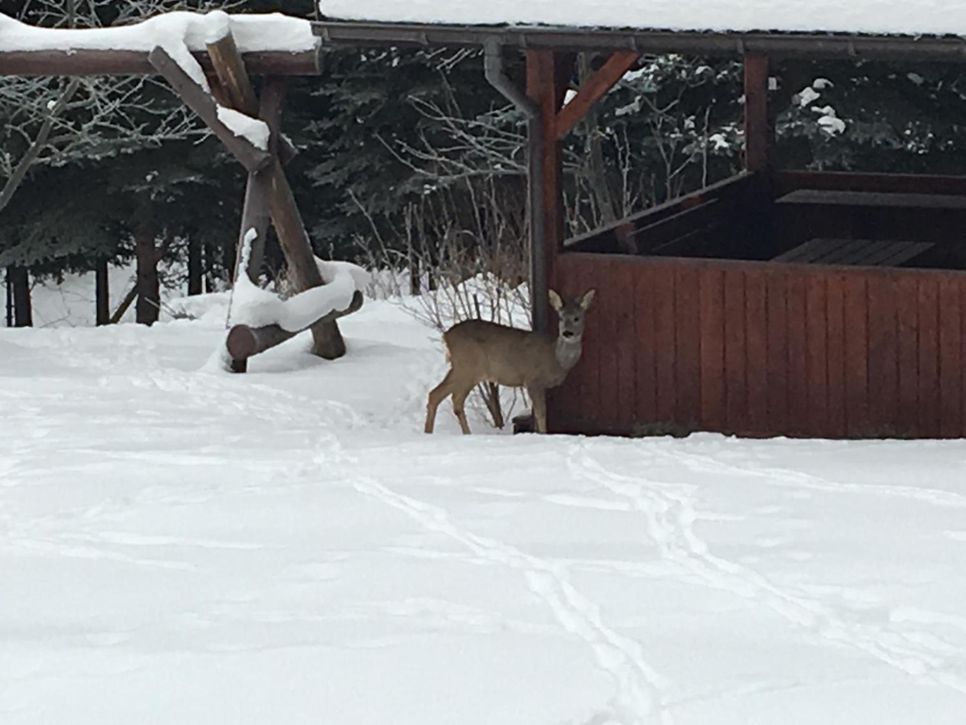 Agroturystyka Leśny Zakątek
