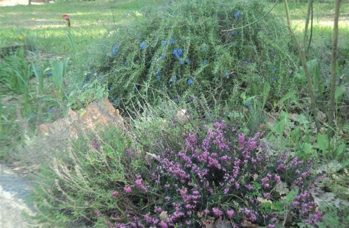 Le Paradis de Clarisse