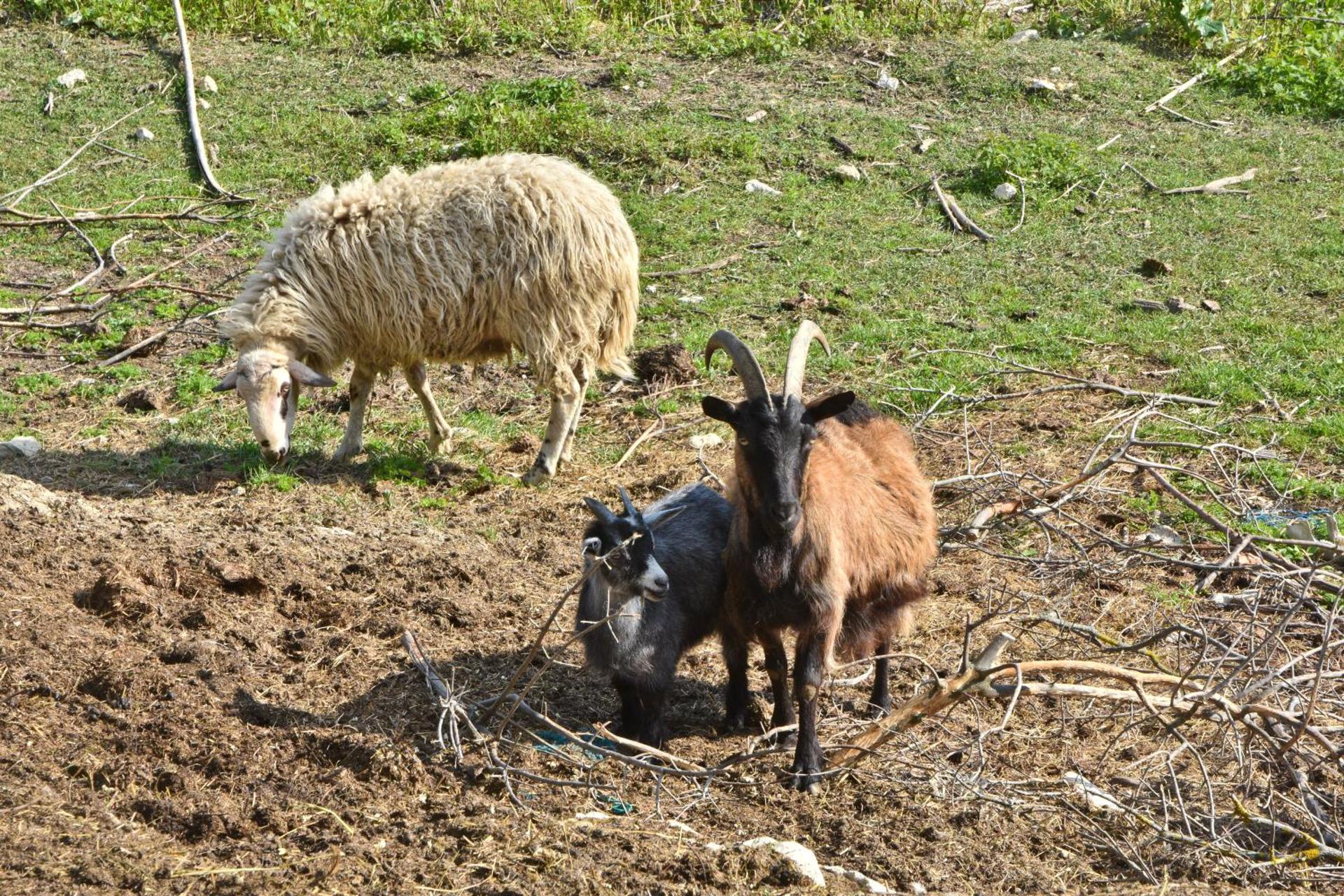 Apartment Agroturizam Radešić