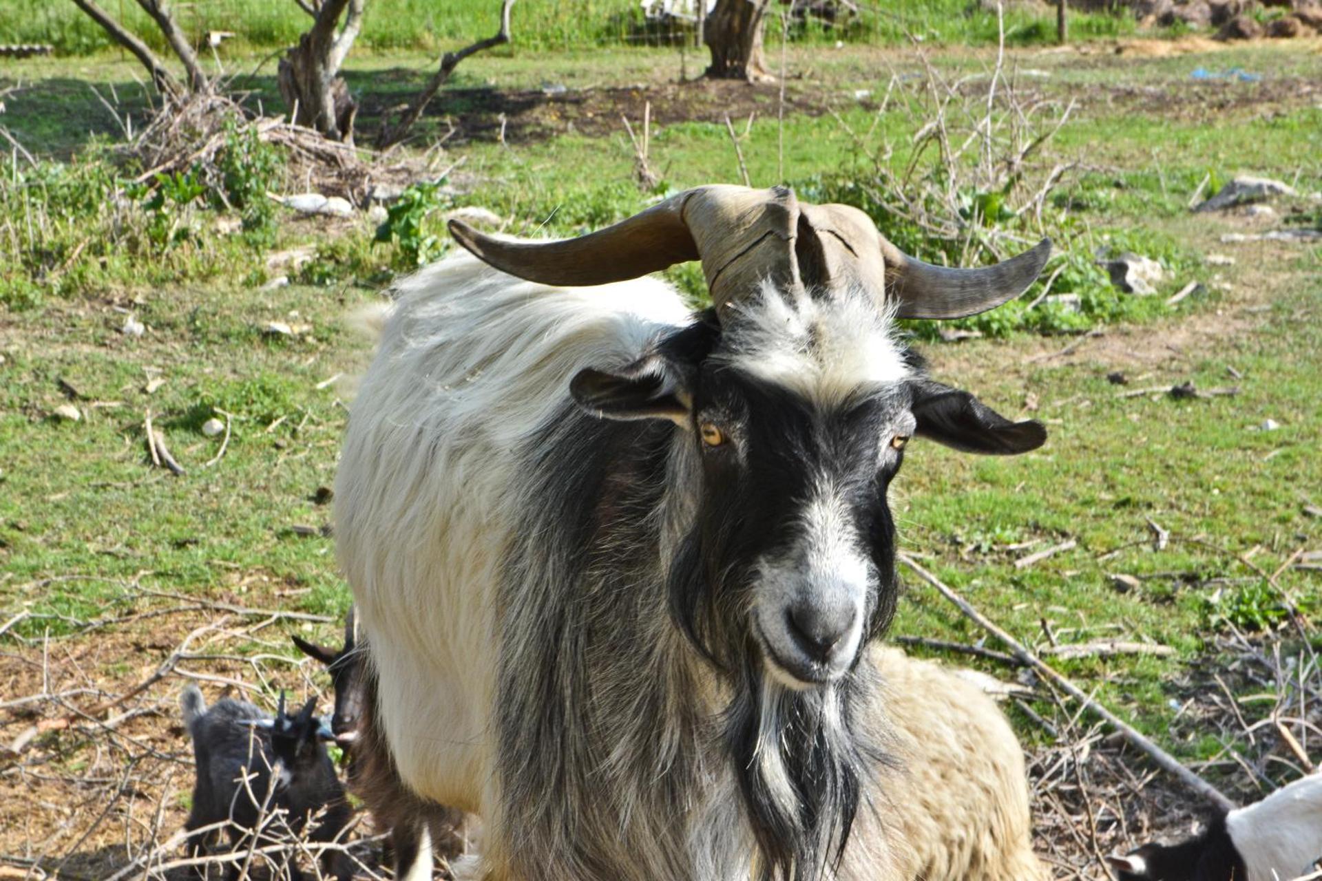 Apartment Agroturizam Radešić
