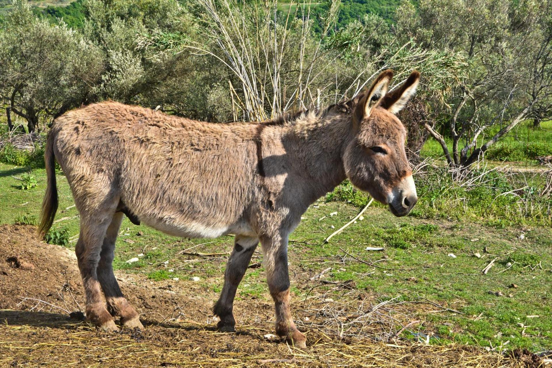 Apartment Agroturizam Radešić