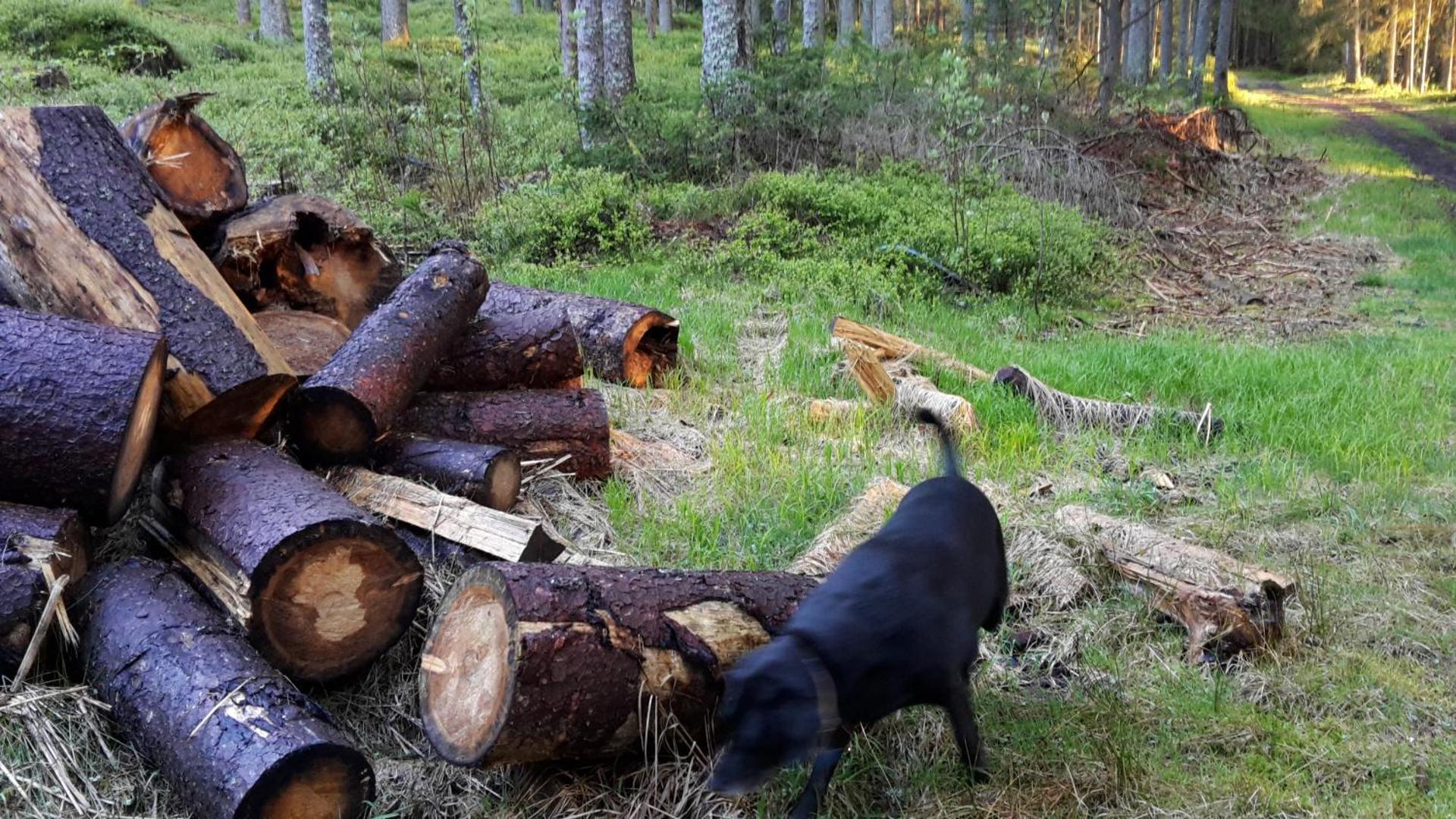 Pension Schatzkisterl
