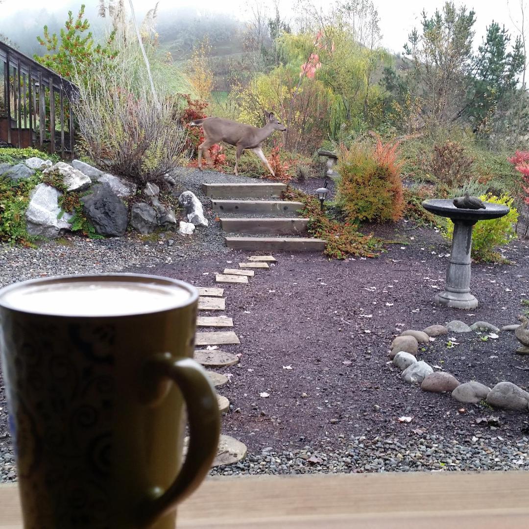 Zdjęcie 8: Charming, Private Cottage in Myrtle Creek