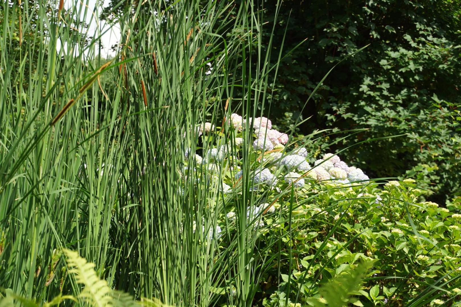 Fotografia 10: Bed & Breakfast aan de Beek
