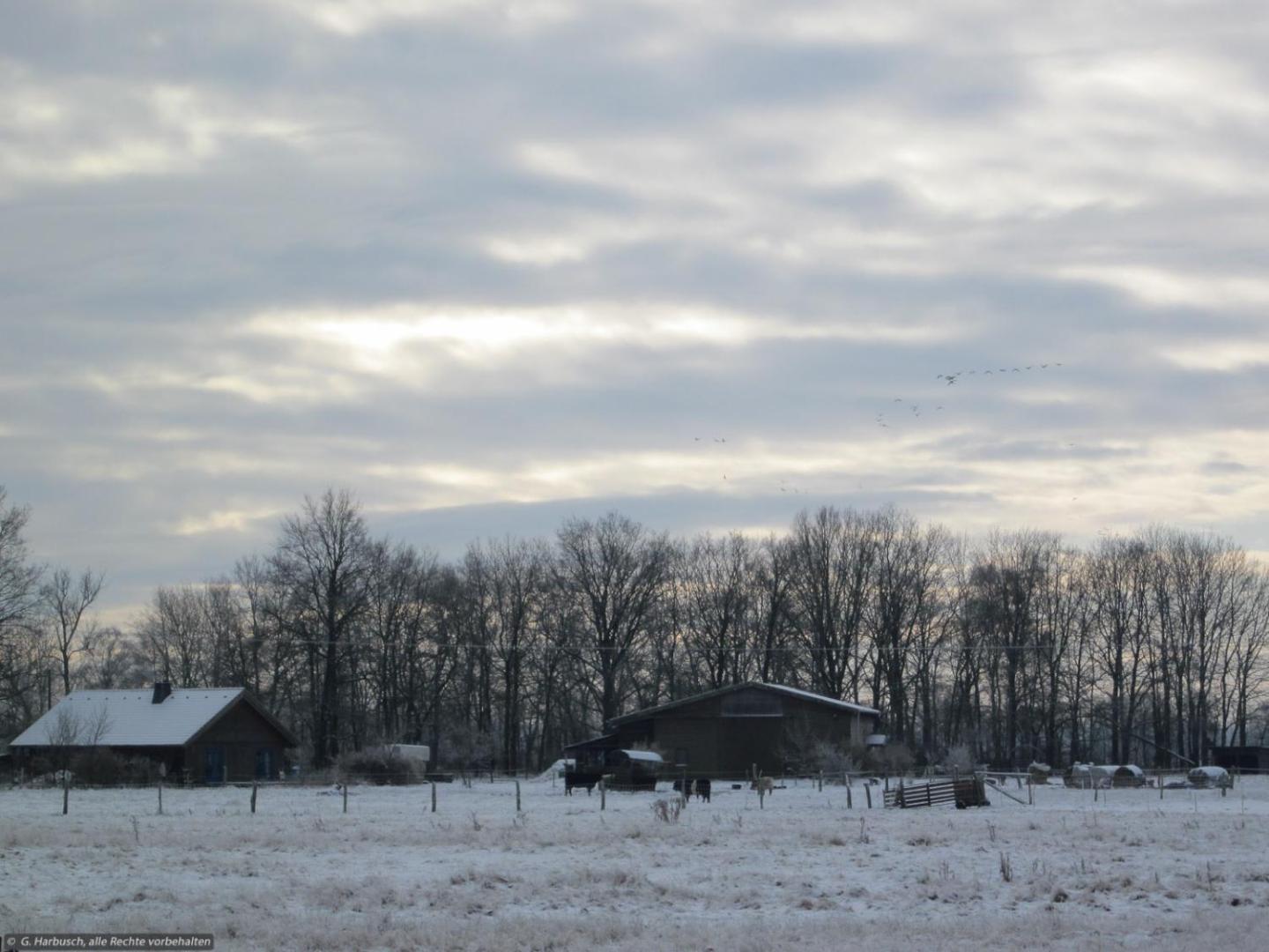 Billede 10: Haflingerhof Heed