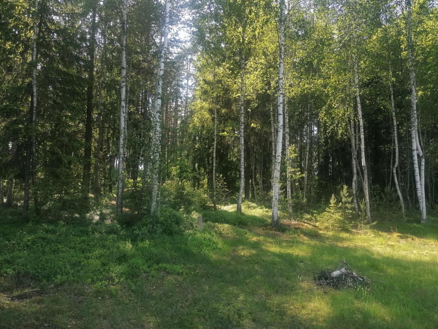 Foto 10: NeriPaulis