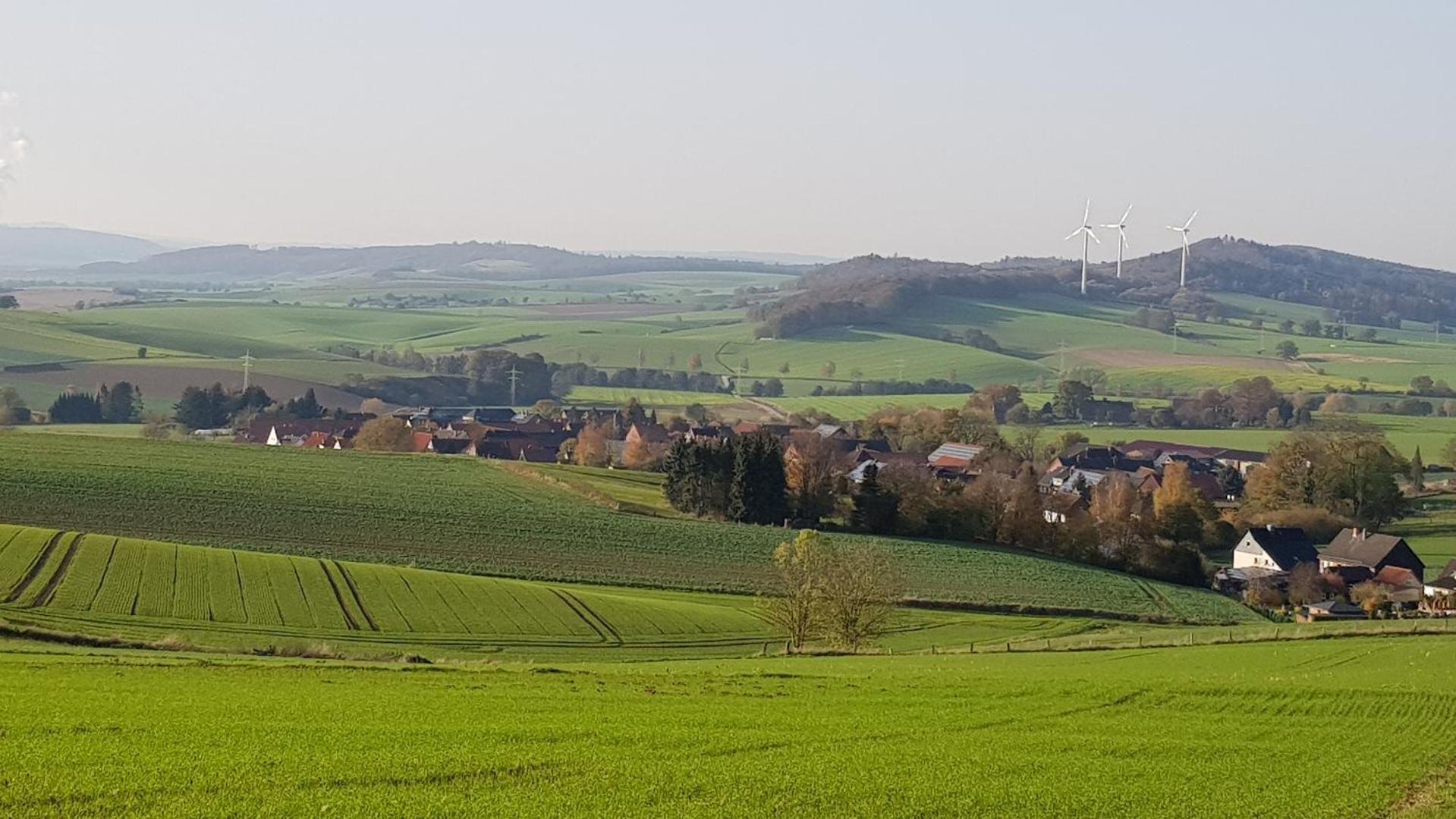 Fotografie 7: Waldblick
