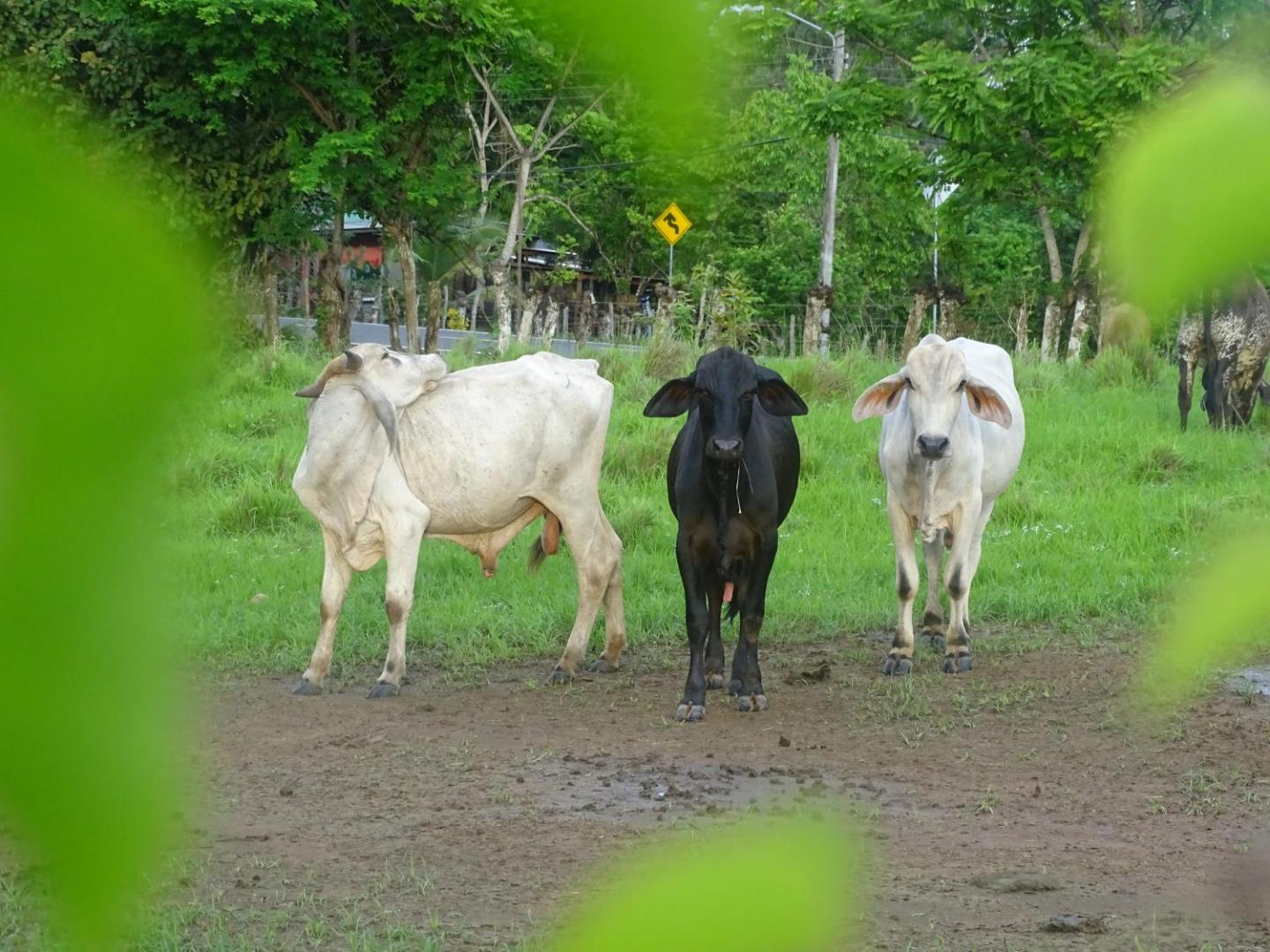 Billede 10: Finca Libelulas