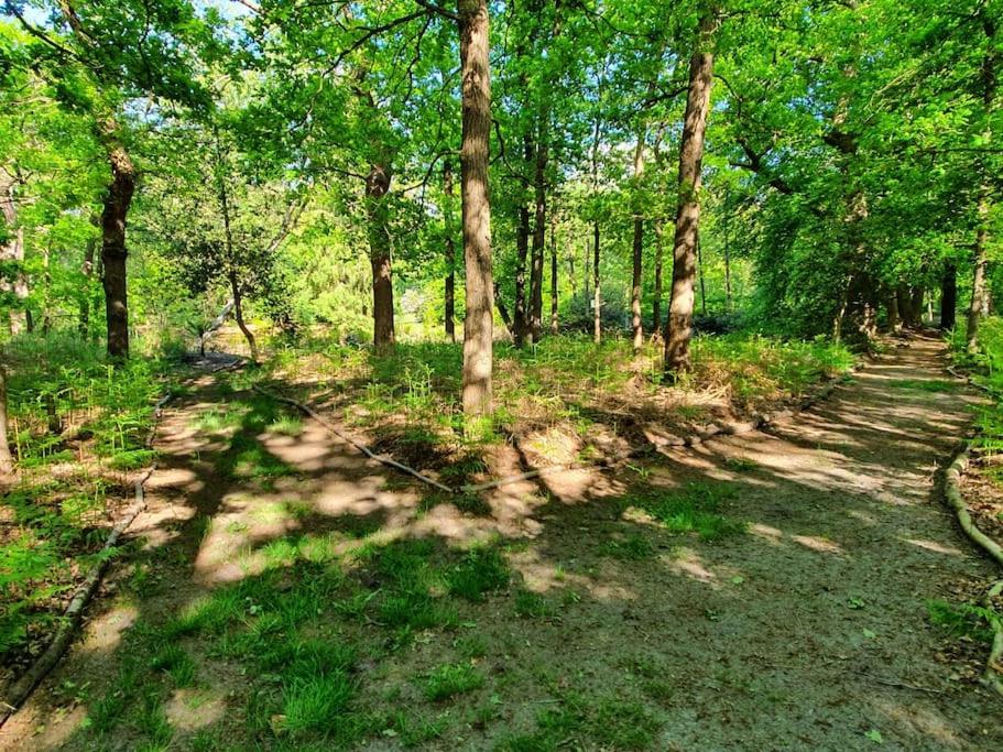 Foto 8: Midden in de Friese bossen op landgoed Princenhof