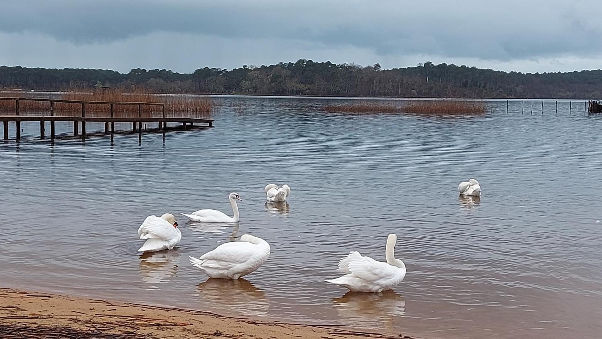 Foto 4: T2, 50m du lac, PISCINE, WIFI, jardin terrasse sans vis-à-vis, 1 à 4 pers