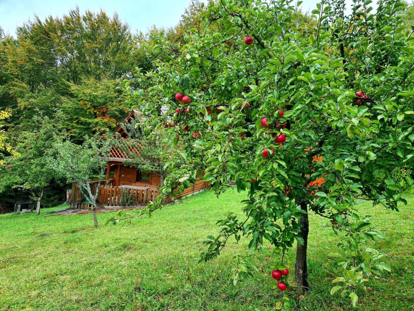 Photo 3 : Трембіта