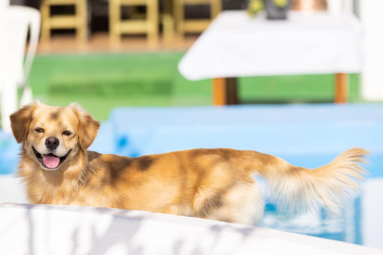 Billede 4: Mountain, Seaviews, and Pool Relax By Sunkeyrents