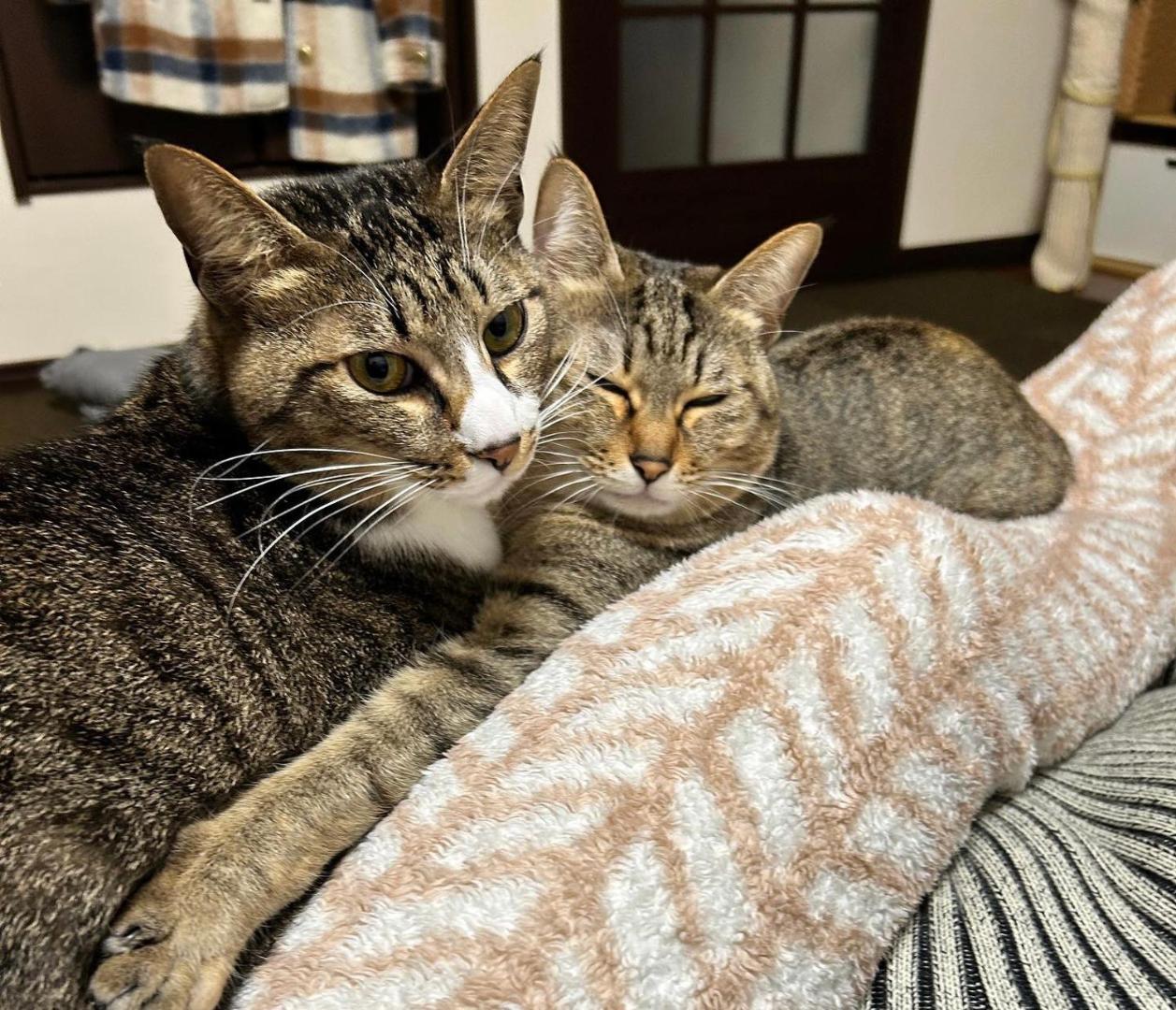 Foto 9: 旅籠屋ゆいまーる - 猫と触れ合える宿