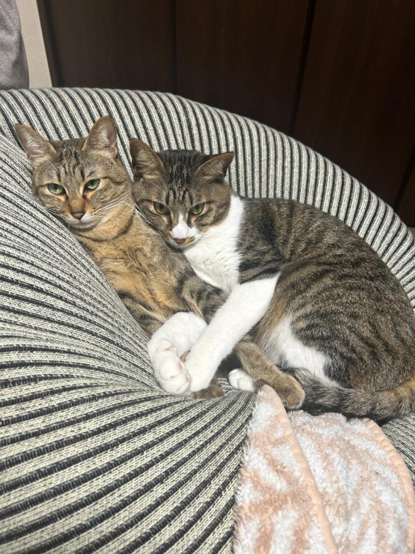 Foto 10: 旅籠屋ゆいまーる - 猫と触れ合える宿