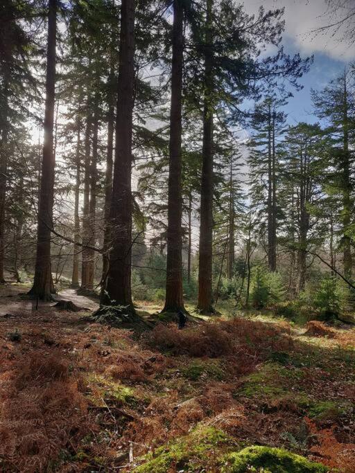 Fotografie 6: Calm & Cosy (sleeps up to 6) - Oakdene Forest Park