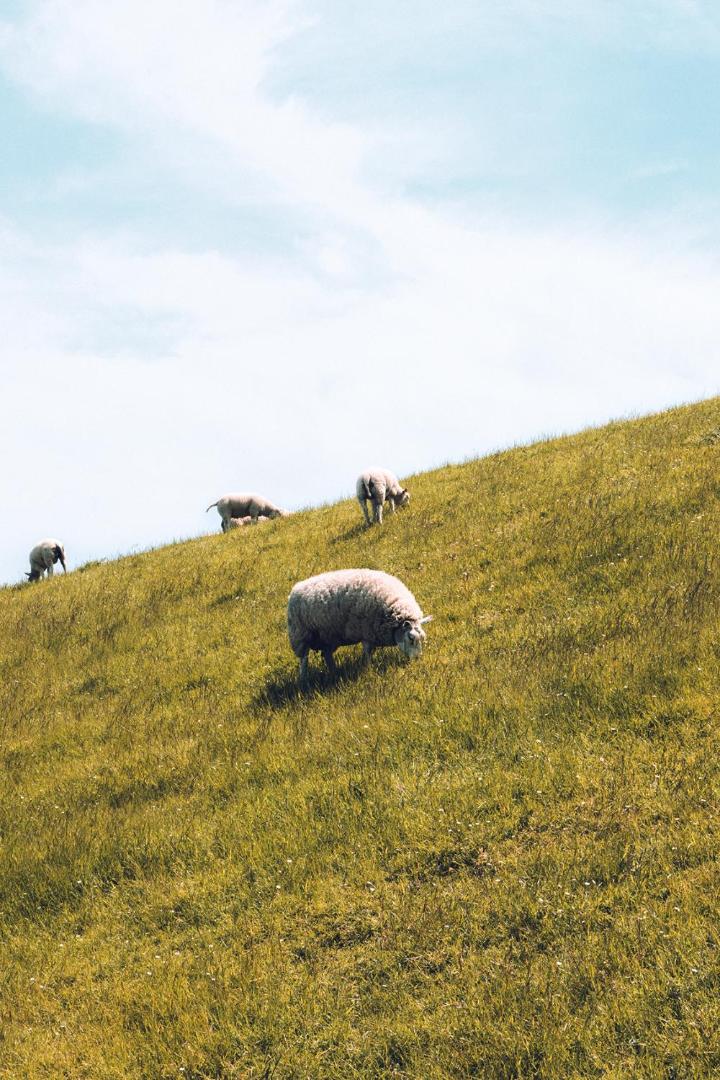 Foto 10: Bed & Bakkie Het Lamsoor Texel