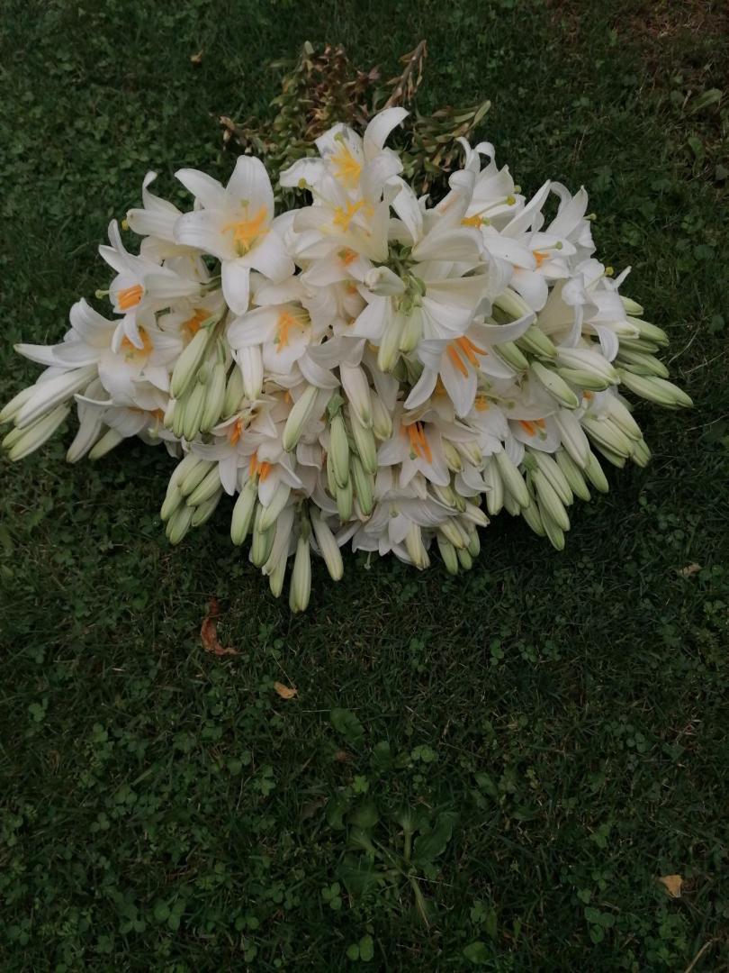 Foto 10: Bevanda