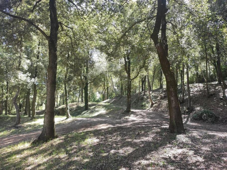Foto 7: Rustico in un parco di lecci