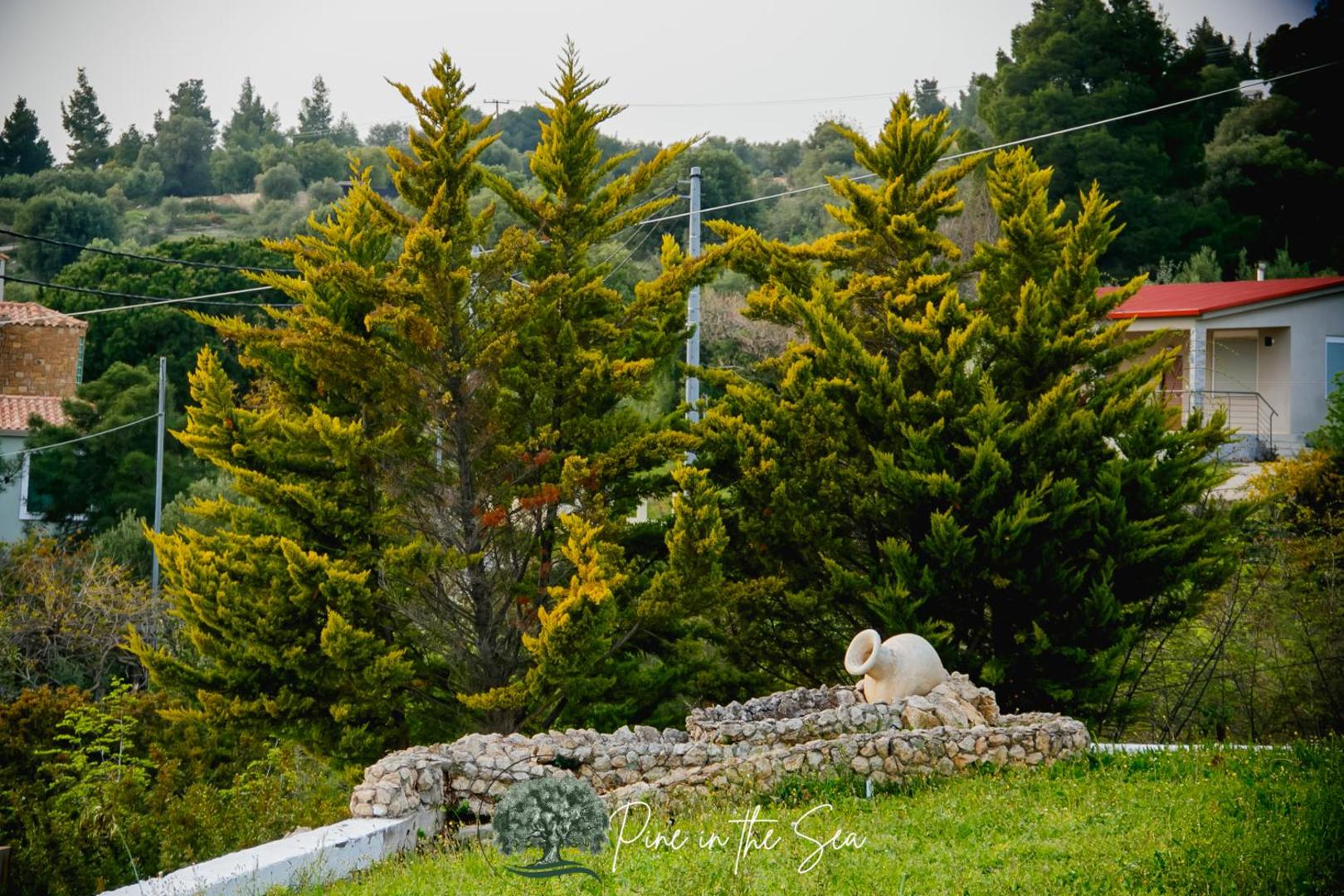 Bild 4: Pine in the sea Nikiti-Sithonia