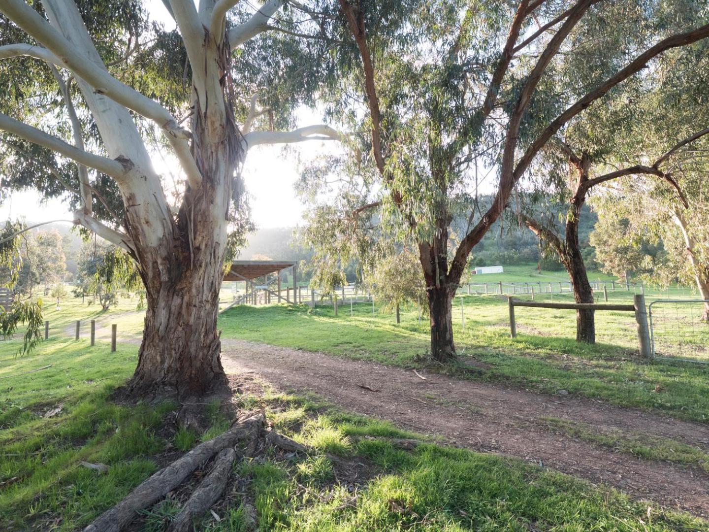 Bild 10: Stringybark, Halls on Falls Homestead