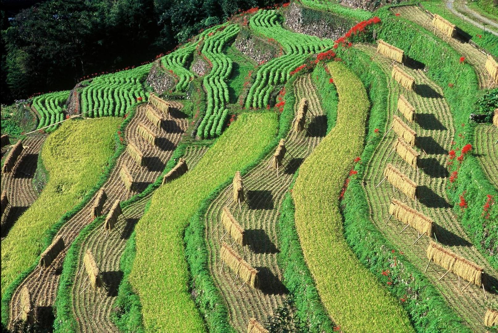 池の山荘的照片8
