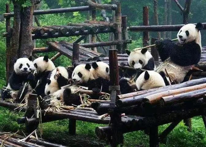 Foto 8: 成都云漫松间民宿
