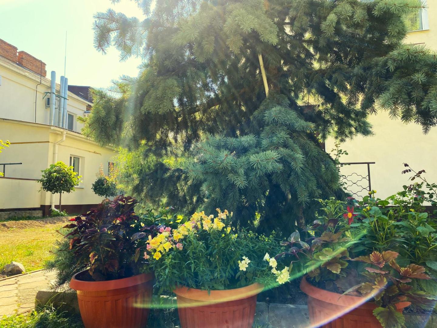 Bild 9: Орхідея