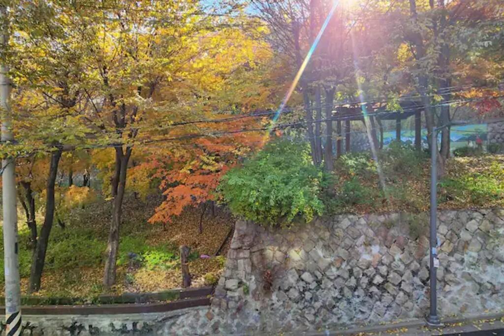 Kuva 3: 공원, Hongdae park forest