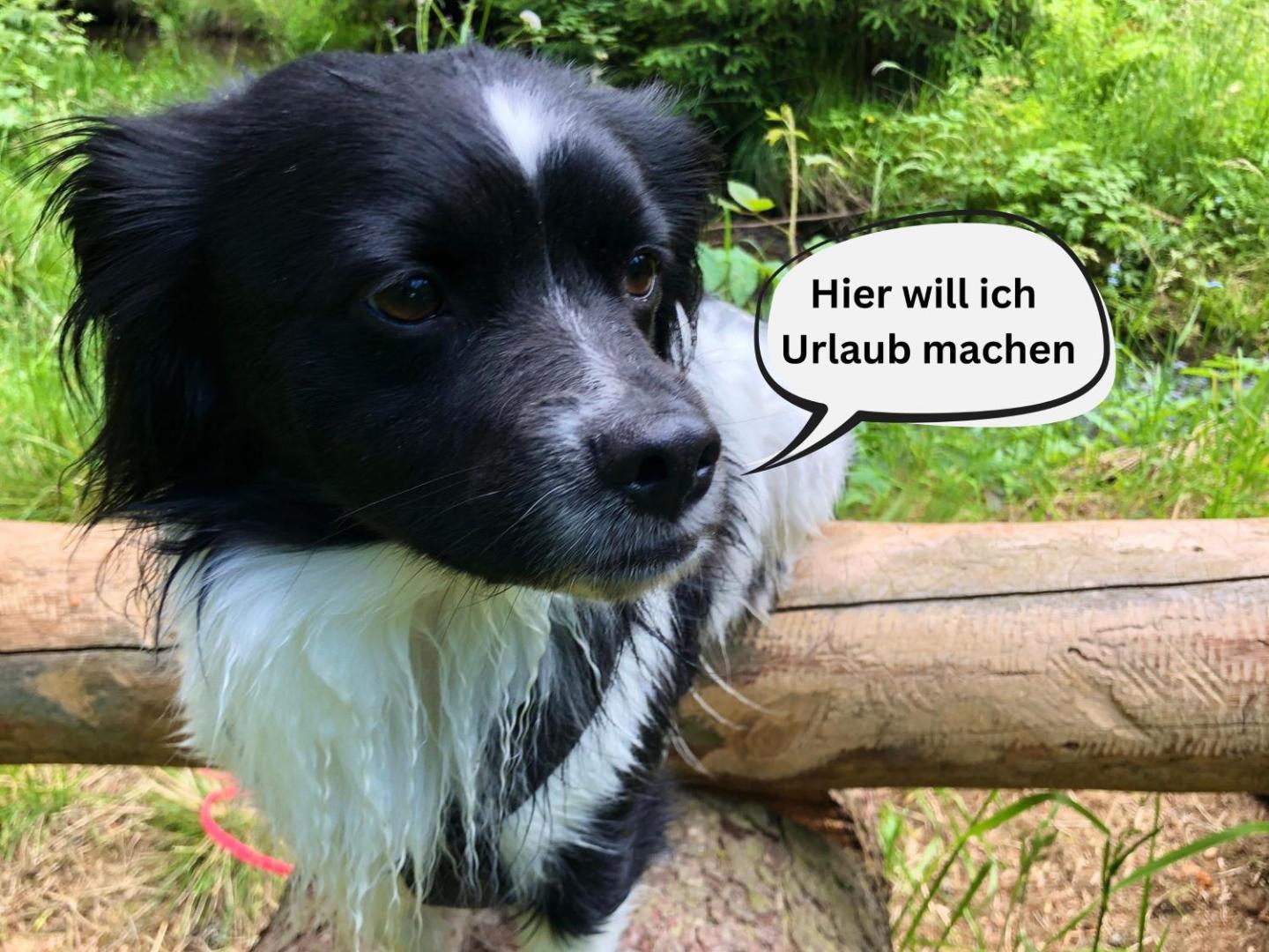 Zdjęcie 3: Tiny House - Auszeit im Wald am Badesee