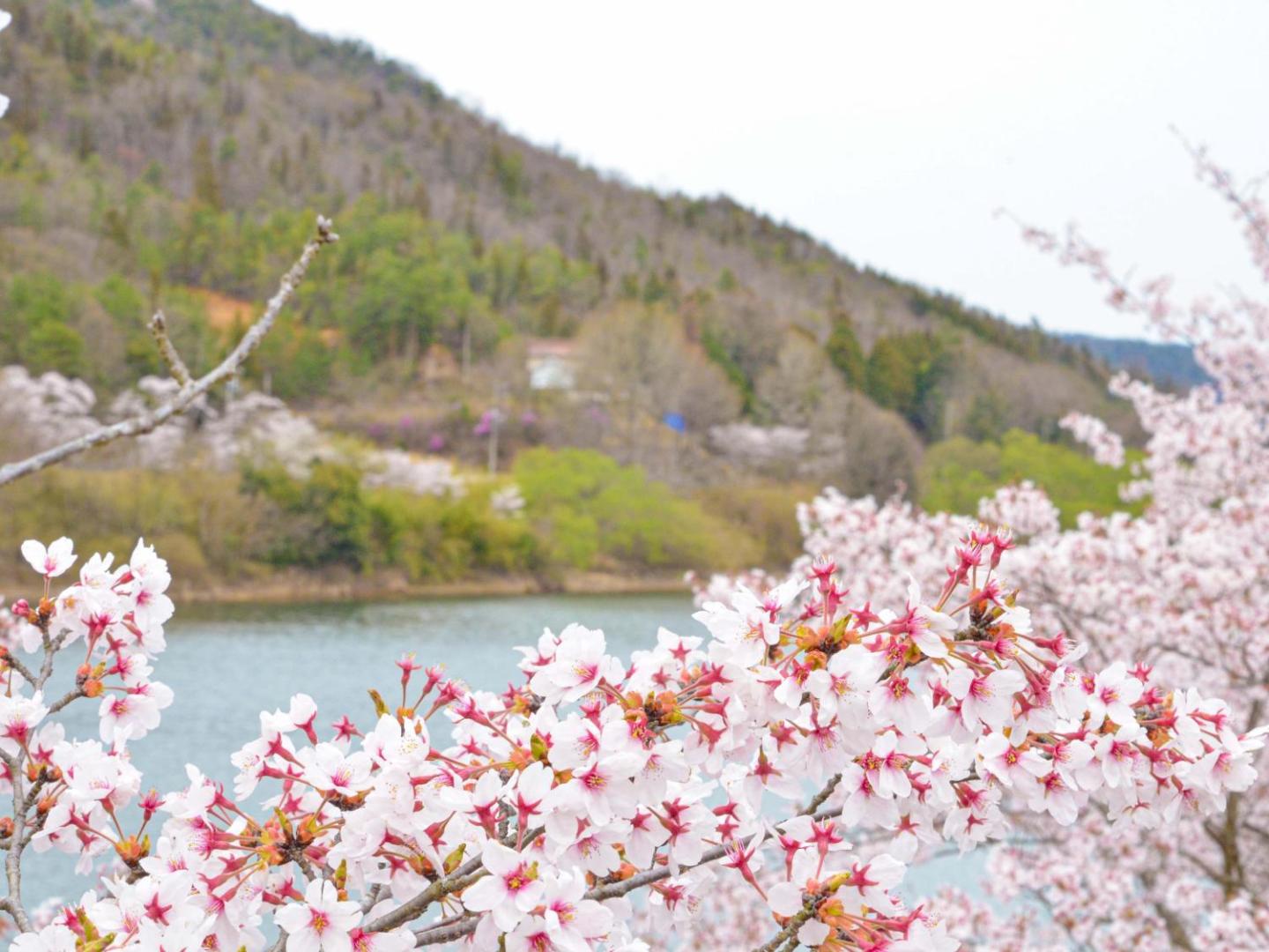 Foto 8: ホテル白竜湖リゾート