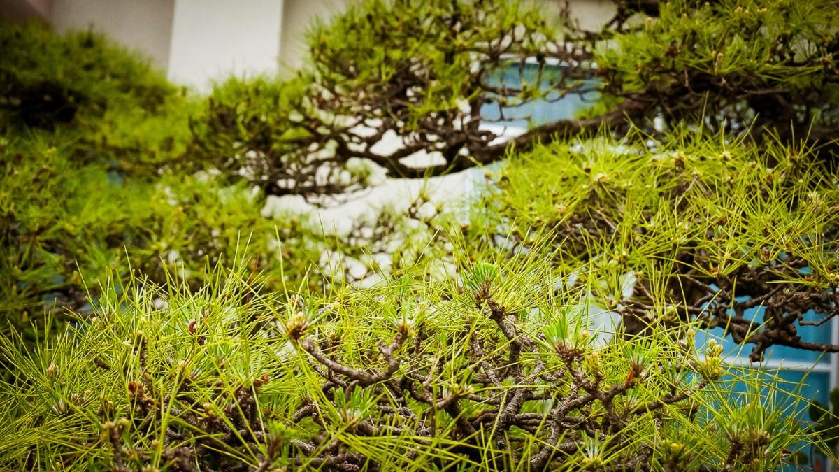 新居浜旧街道コミュニティハウス大倉屋的照片7