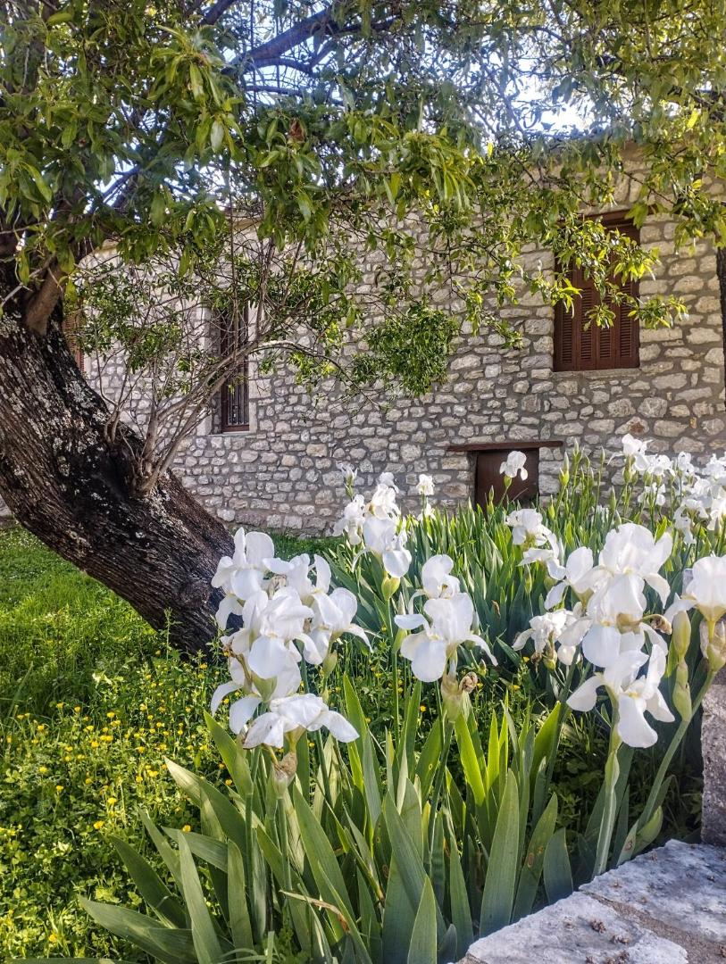 Φωτογραφία 10: Sofias cottage