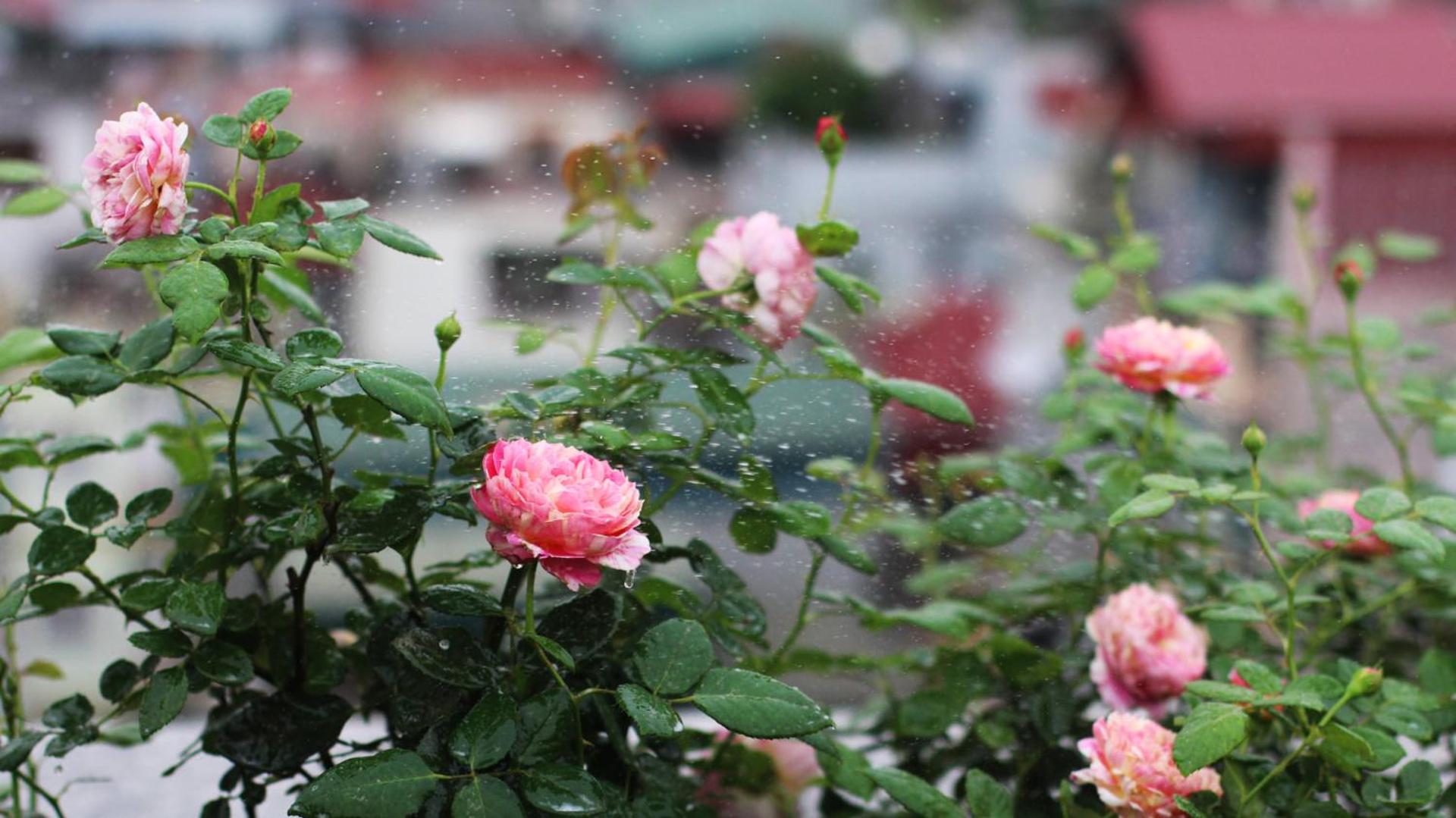 Zdjęcie 7: Bloom in Hanoi - The Residences